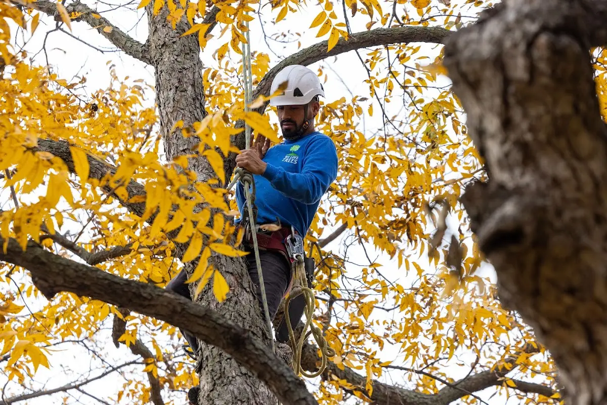 Skilled Tree Transplanting crew working in Boulder